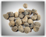 Fossil Clams - Bulk Fossil - B Grade