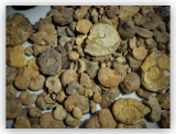 Ammonites - Bulk fossils - A Grade