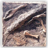 Fossil Dig Panel 9