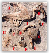 Fossil Dig Panel 11