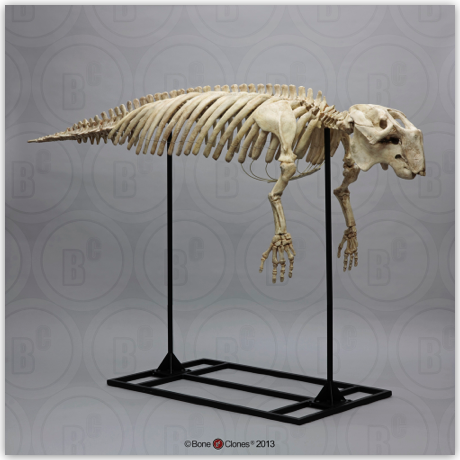 Articulated Fossil Dugong Skeleton 