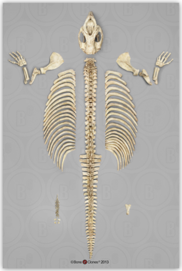 Disarticulated Fossil Dugong Skeleton 