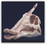 Duckbill Skull