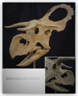 Skull Centrosaur